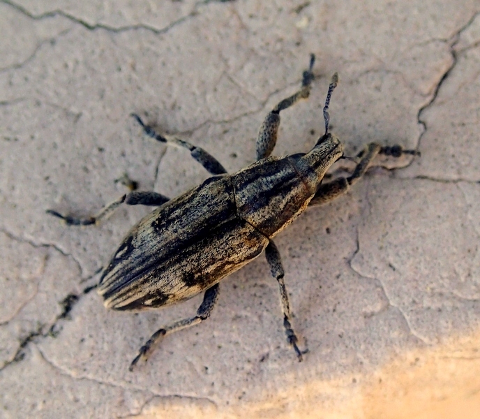 Mecaspis cf. alternans (Curculionidae)